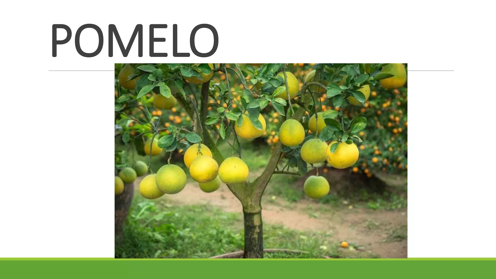 POMELO
 