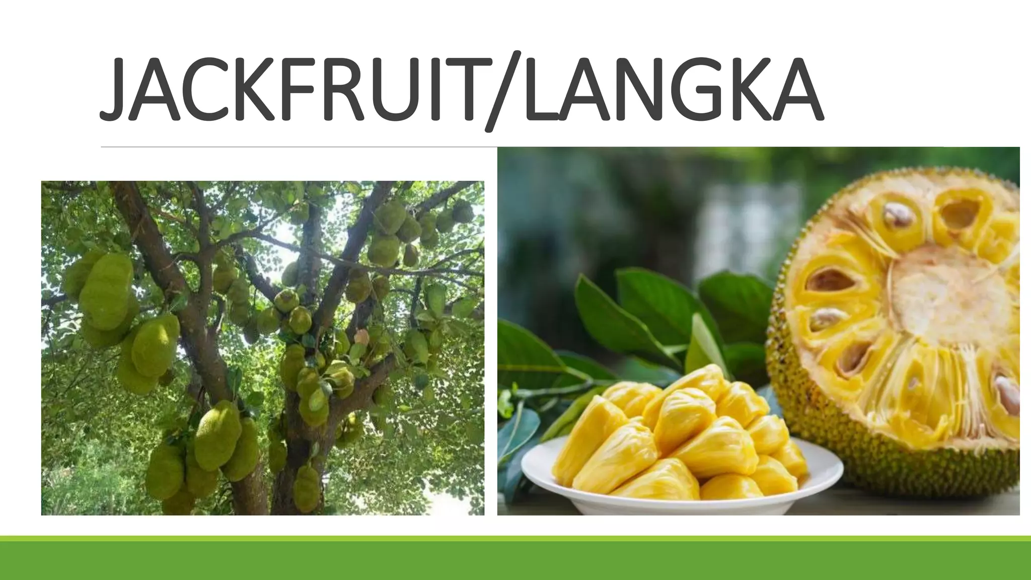 JACKFRUIT/LANGKA
 