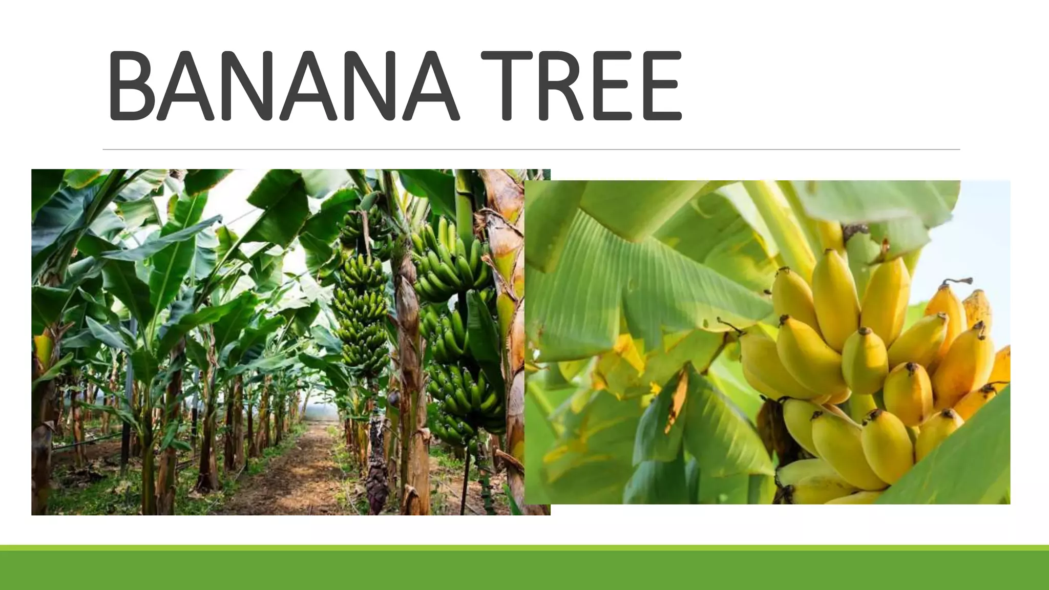 BANANA TREE
 