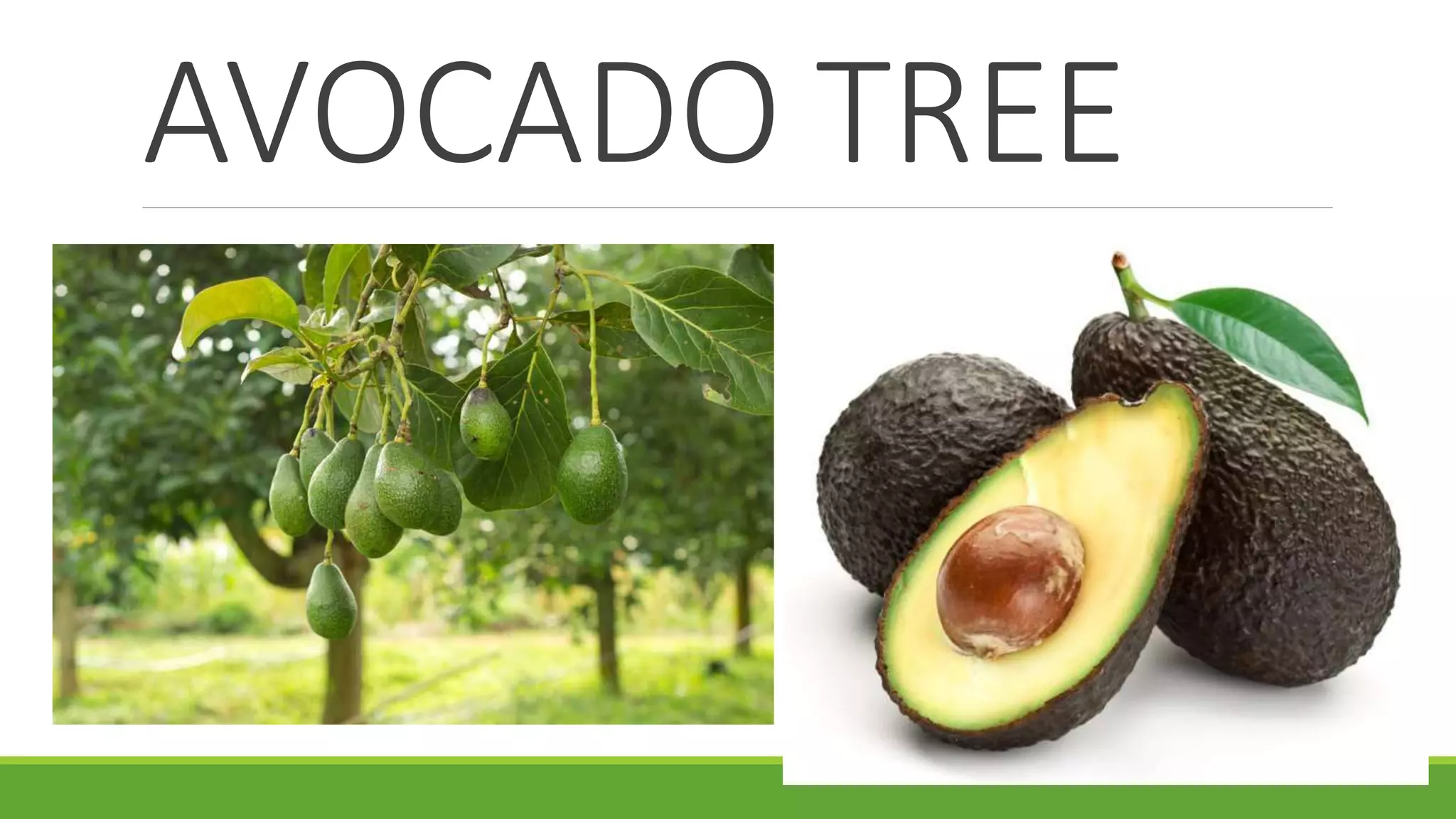 AVOCADO TREE
 