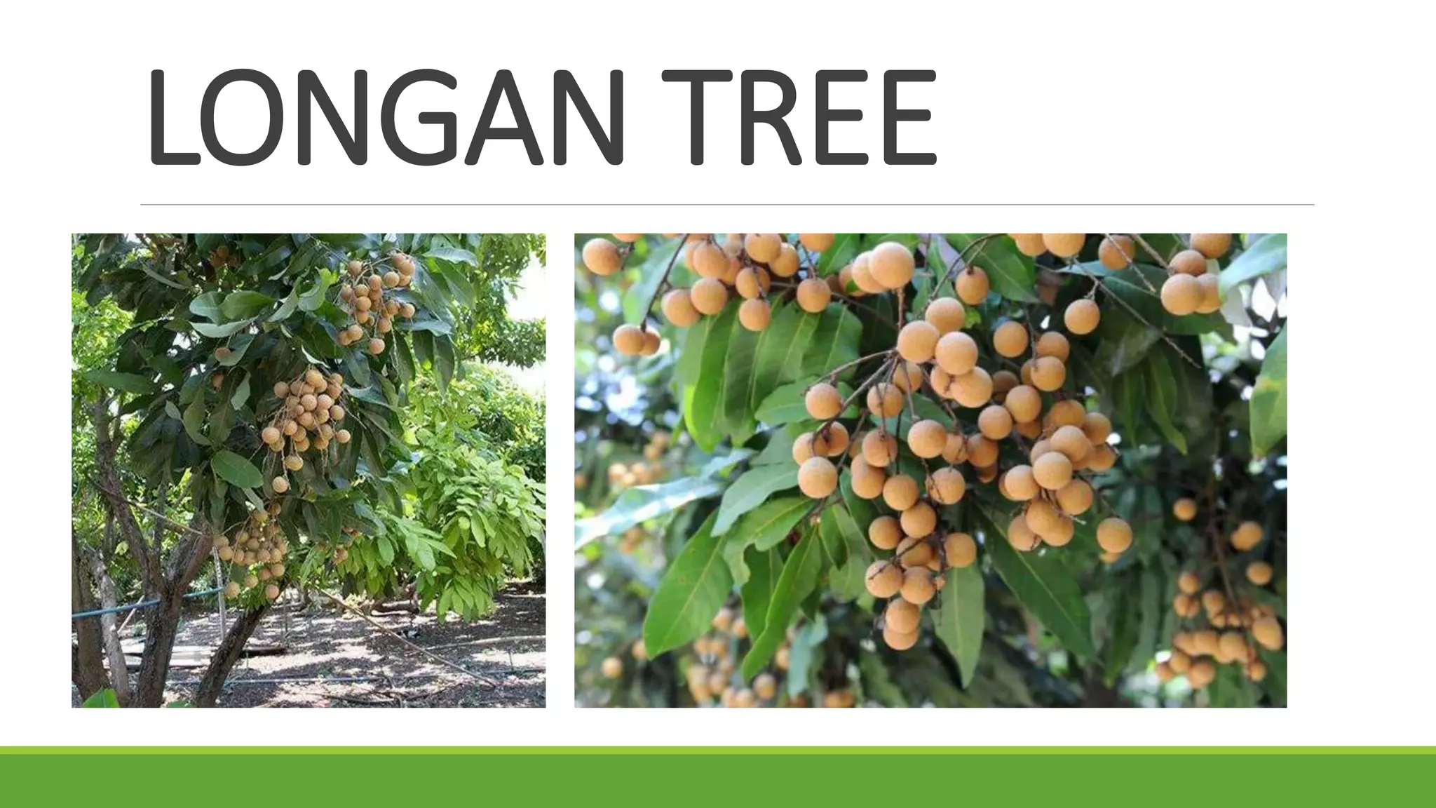 LONGAN TREE
 
