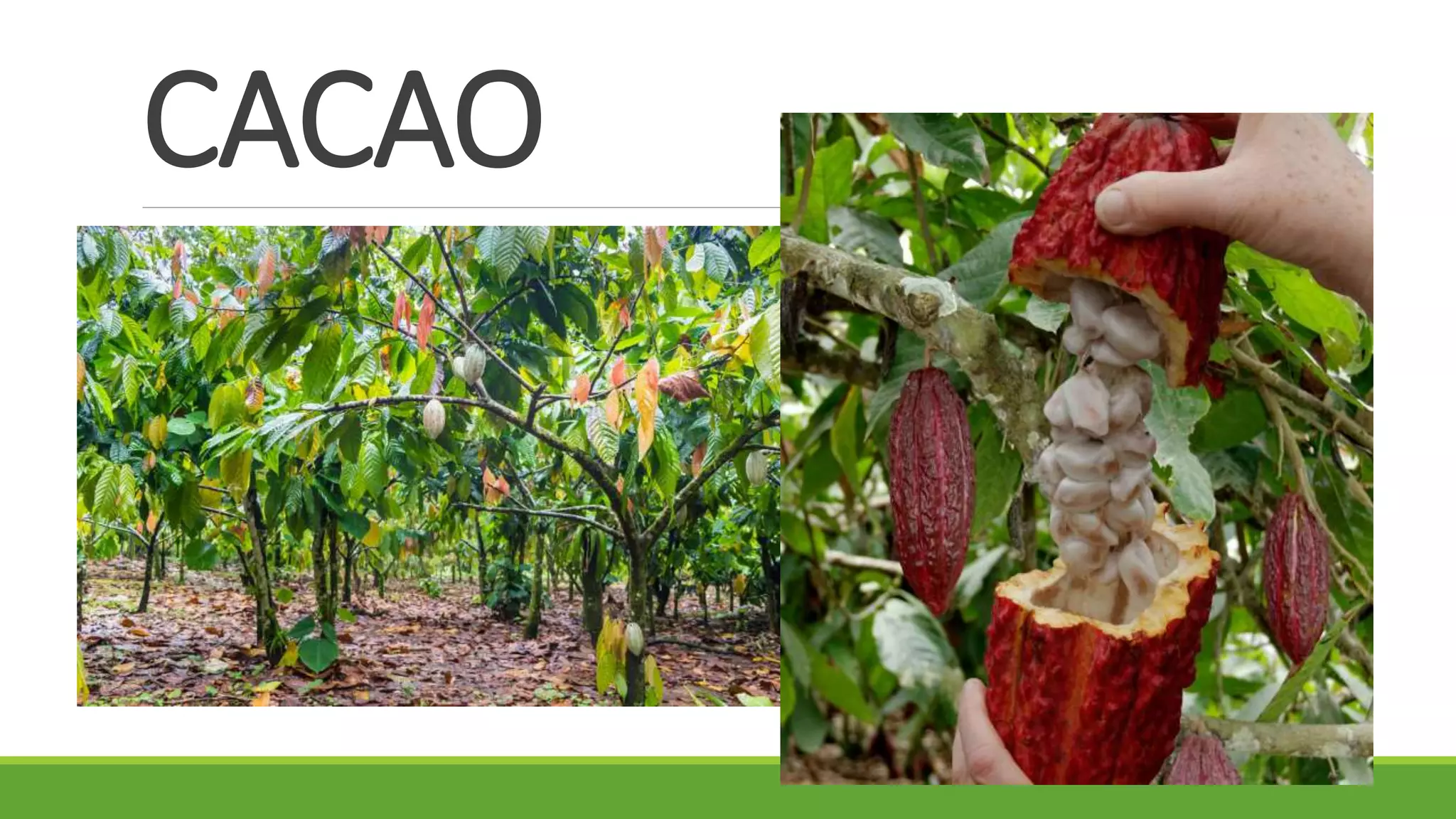 CACAO
 