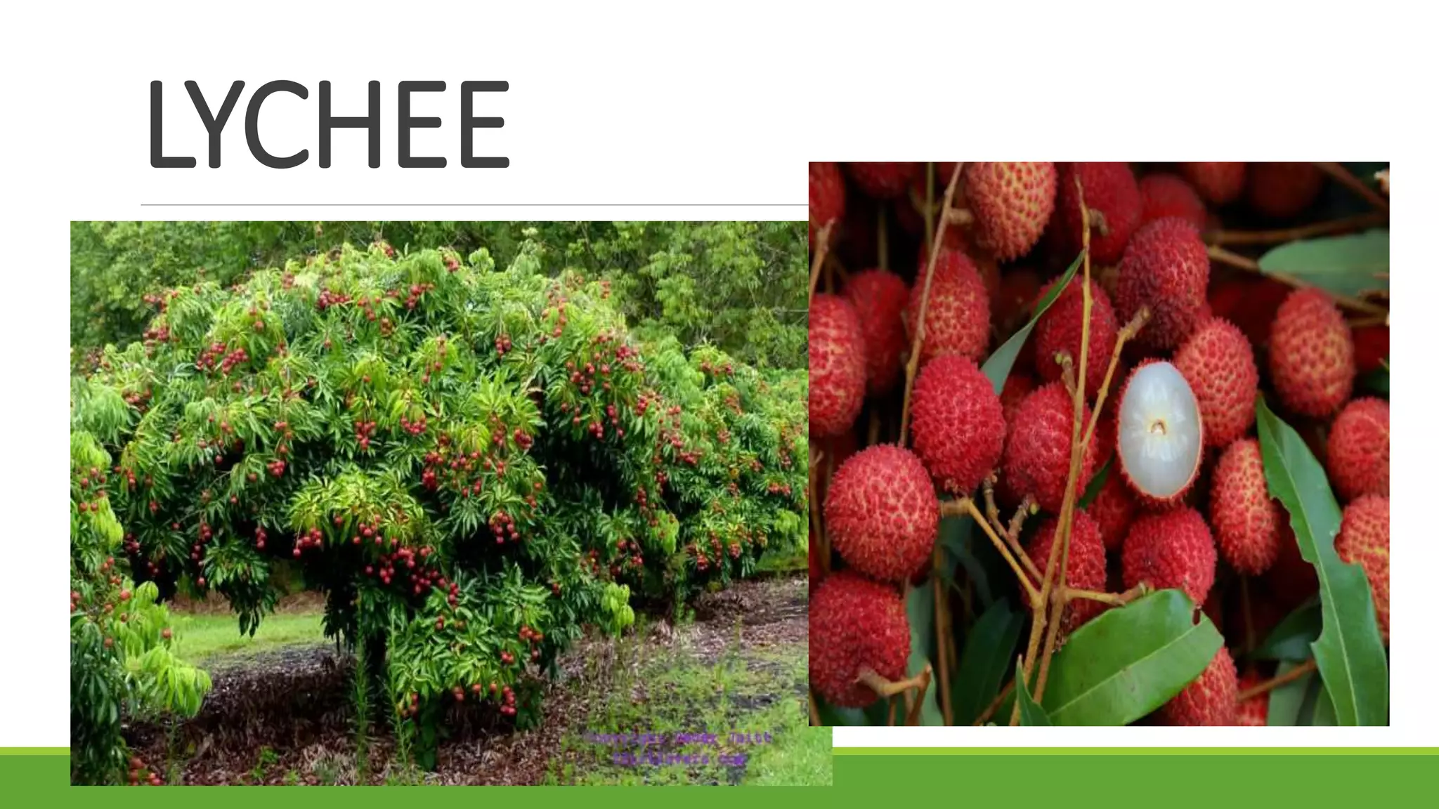 LYCHEE
 