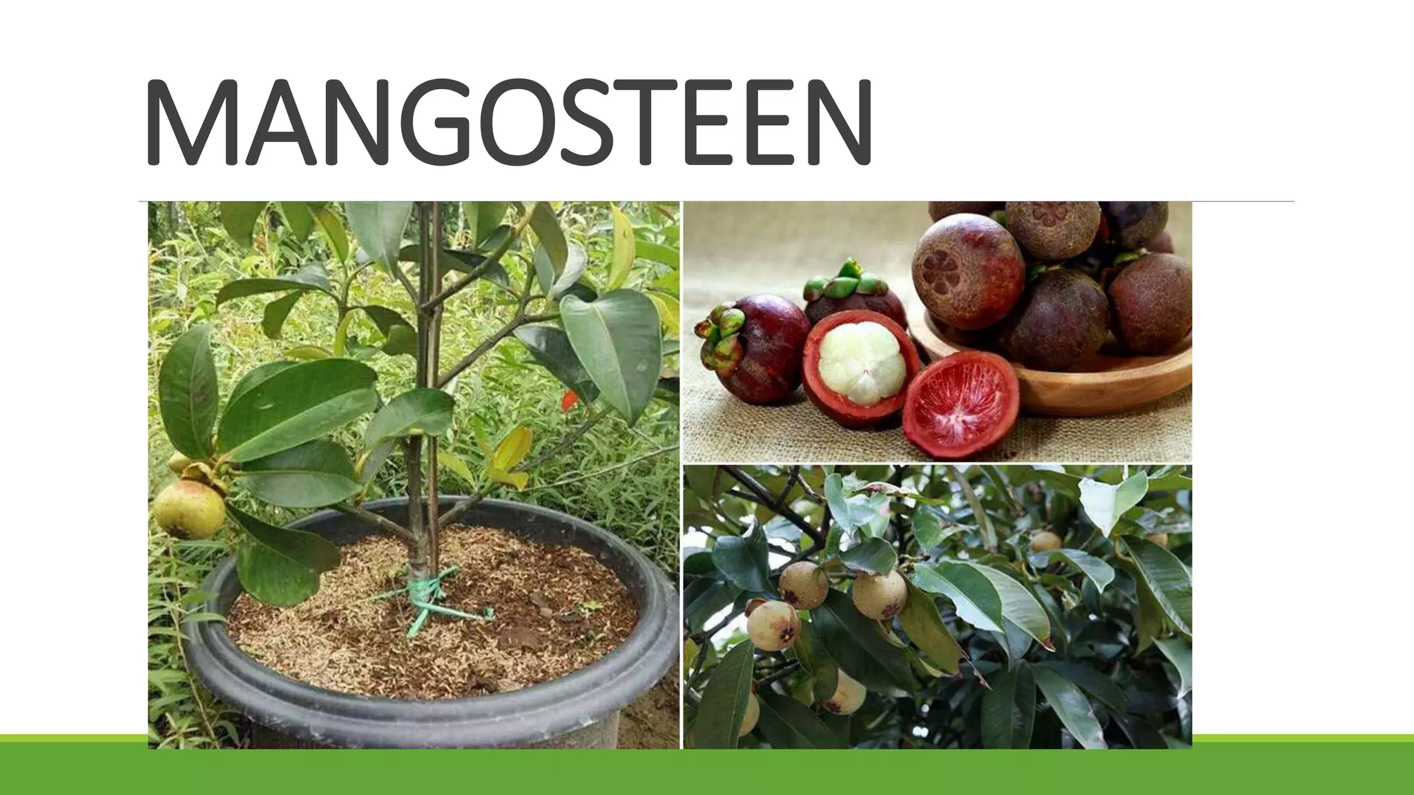 MANGOSTEEN
 