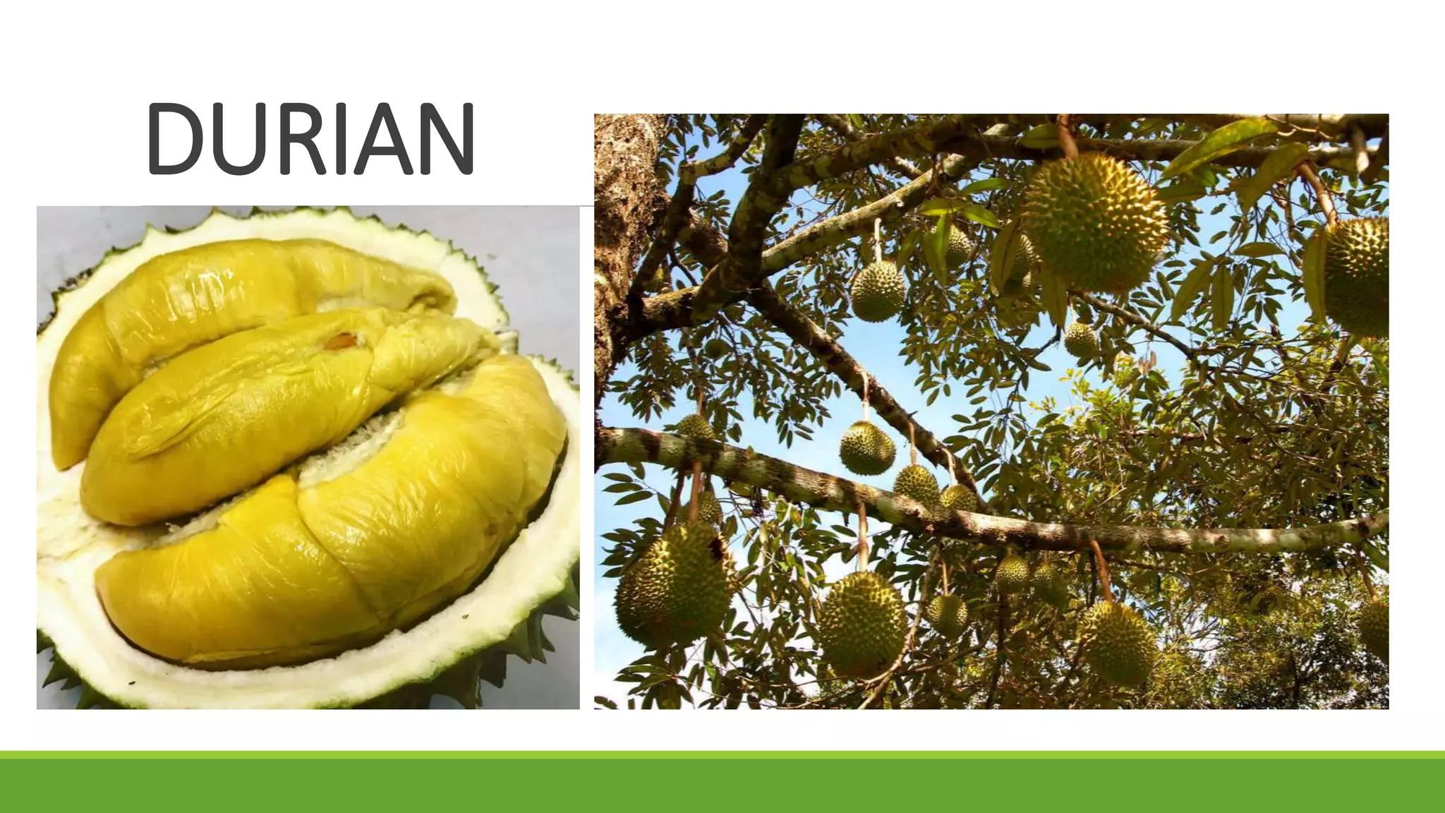 DURIAN
 