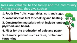 Trees are valuable to the family and the community
for the products they give such as:
1. Foods like fruits, vegetables, nuts and sugar.
2. Wood used as fuel for cooking and heating.
3. Construction materials which include lumber,
plywood, and board.
4. Fiber for the production of pulp and paper.
5. chemical product such as resin, rubber and
turpentine.
 