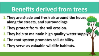 1.They are shade and fresh air around the house,
along the streets, and surroundings.
2.They protect from the soil erosion.
3.They help to maintain high quality water supply.
4.The root system promotes soil stability.
5.They serve as valuable wildlife habitats.
Benefits derived from trees
 