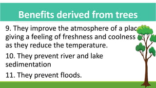 9. They improve the atmosphere of a place
giving a feeling of freshness and coolness
as they reduce the temperature.
10. They prevent river and lake
sedimentation
11. They prevent floods.
Benefits derived from trees
 