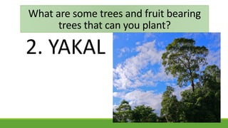 2. YAKAL
What are some trees and fruit bearing
trees that can you plant?
 