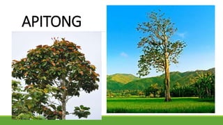 APITONG
 