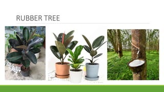 RUBBER TREE
 