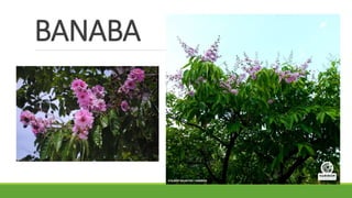 BANABA
 