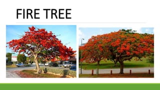 FIRE TREE
 