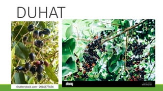 DUHAT
 