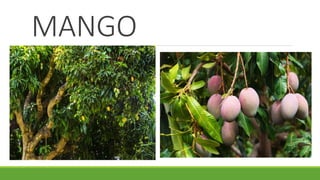 MANGO
 