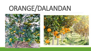 ORANGE/DALANDAN
 