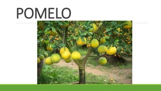 POMELO
 