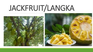 JACKFRUIT/LANGKA
 