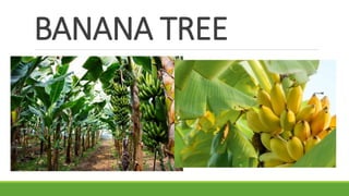 BANANA TREE
 