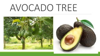 AVOCADO TREE
 