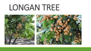 LONGAN TREE
 