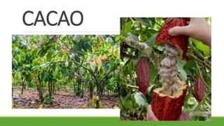 CACAO
 