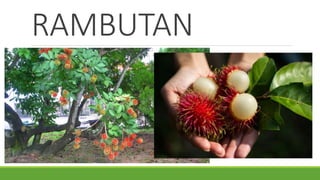 RAMBUTAN
 