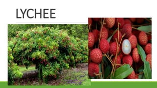 LYCHEE
 