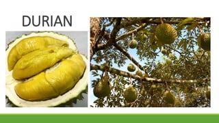 DURIAN
 