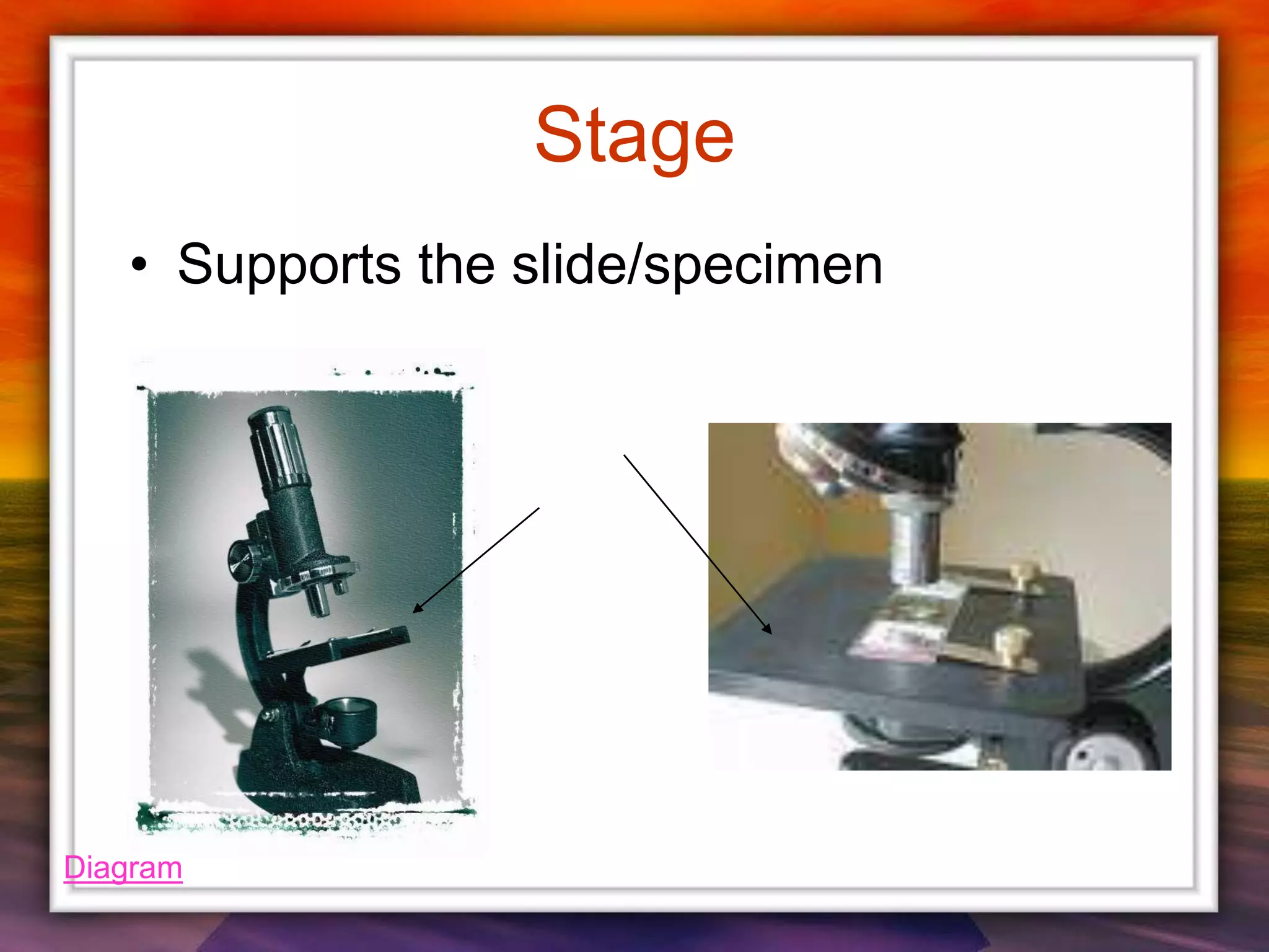 Stage
• Supports the slide/specimen
Diagram
 