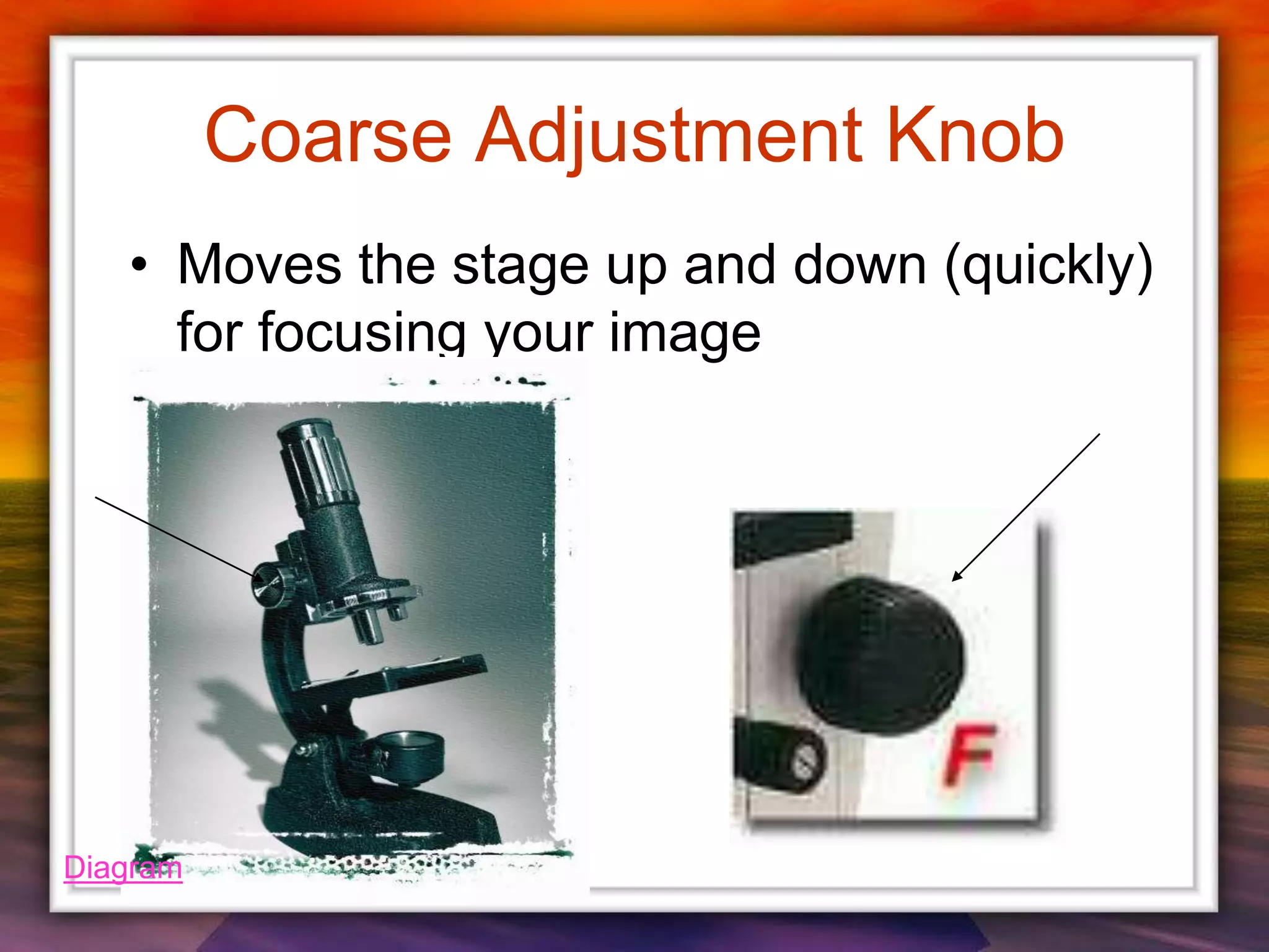 Coarse Adjustment Knob
• Moves the stage up and down (quickly)
for focusing your image
Diagram
 