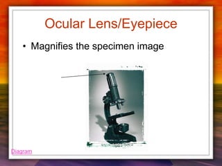 Ocular Lens/Eyepiece
• Magnifies the specimen image
Diagram
 