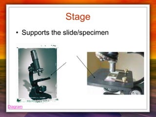Stage
• Supports the slide/specimen
Diagram
 