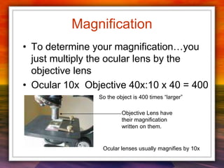 Magnification
• To determine your magnification…you
just multiply the ocular lens by the
objective lens
• Ocular 10x Objective 40x:10 x 40 = 400
Objective Lens have
their magnification
written on them.
Ocular lenses usually magnifies by 10x
So the object is 400 times “larger”
 