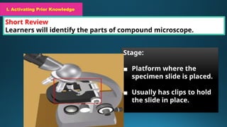 I. Activating Prior Knowledge
Short Review
Learners will identify the parts of compound microscope.
I. Activating Prior Knowledge
Stage:
▪ Platform where the
specimen slide is placed.
▪ Usually has clips to hold
the slide in place.
 