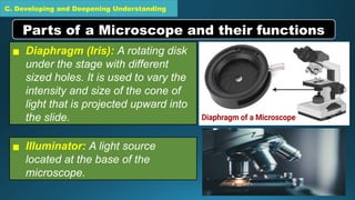 C. Developing and Deepening Understanding
▪ Diaphragm (Iris): A rotating disk
under the stage with different
sized holes. It is used to vary the
intensity and size of the cone of
light that is projected upward into
the slide.
Parts of a Microscope and their functions
▪ Illuminator: A light source
located at the base of the
microscope.
 
