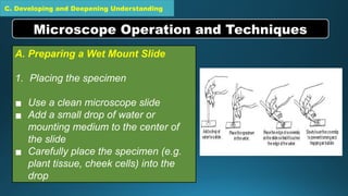 C. Developing and Deepening Understanding
A. Preparing a Wet Mount Slide
1. Placing the specimen
▪ Use a clean microscope slide
▪ Add a small drop of water or
mounting medium to the center of
the slide
▪ Carefully place the specimen (e.g.
plant tissue, cheek cells) into the
drop
Microscope Operation and Techniques
 