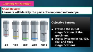 I. Activating Prior Knowledge
Short Review
Learners will identify the parts of compound microscope.
I. Activating Prior Knowledge
Objective Lenses:
▪ Provide the initial
magnification of the
specimen.
▪ Typically come in 4x, 10x,
40x, and 100x
magnifications
 