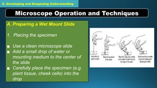 C. Developing and Deepening Understanding
A. Preparing a Wet Mount Slide
1. Placing the specimen
▪ Use a clean microscope slide
▪ Add a small drop of water or
mounting medium to the center of
the slide
▪ Carefully place the specimen (e.g.
plant tissue, cheek cells) into the
drop
Microscope Operation and Techniques
 