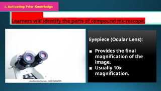 I. Activating Prior Knowledge
Short Review
Learners will identify the parts of compound microscope.
I. Activating Prior Knowledge
Eyepiece (Ocular Lens):
▪ Provides the final
magnification of the
image.
▪ Usually 10x
magnification.
 