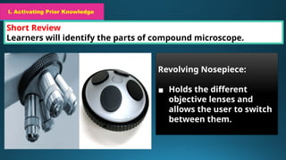 I. Activating Prior Knowledge
Short Review
Learners will identify the parts of compound microscope.
I. Activating Prior Knowledge
Revolving Nosepiece:
▪ Holds the different
objective lenses and
allows the user to switch
between them.
 