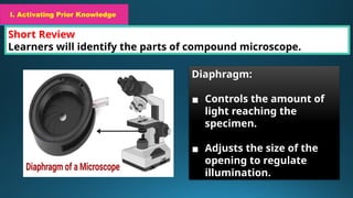 I. Activating Prior Knowledge
Short Review
Learners will identify the parts of compound microscope.
I. Activating Prior Knowledge
Diaphragm:
▪ Controls the amount of
light reaching the
specimen.
▪ Adjusts the size of the
opening to regulate
illumination.
 