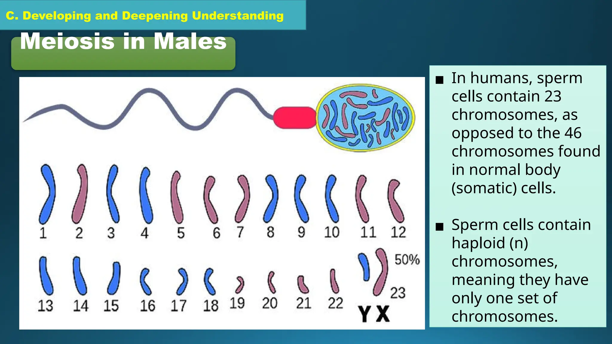 C. Developing and Deepening Understanding
Meiosis in Males
▪ In humans, sperm
cells contain 23
chromosomes, as
opposed to the 46
chromosomes found
in normal body
(somatic) cells.
▪ Sperm cells contain
haploid (n)
chromosomes,
meaning they have
only one set of
chromosomes.
 