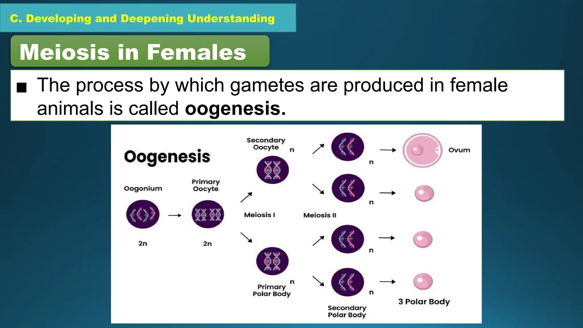 C. Developing and Deepening Understanding
Meiosis in Females
▪ The process by which gametes are produced in female
animals is called oogenesis.
 