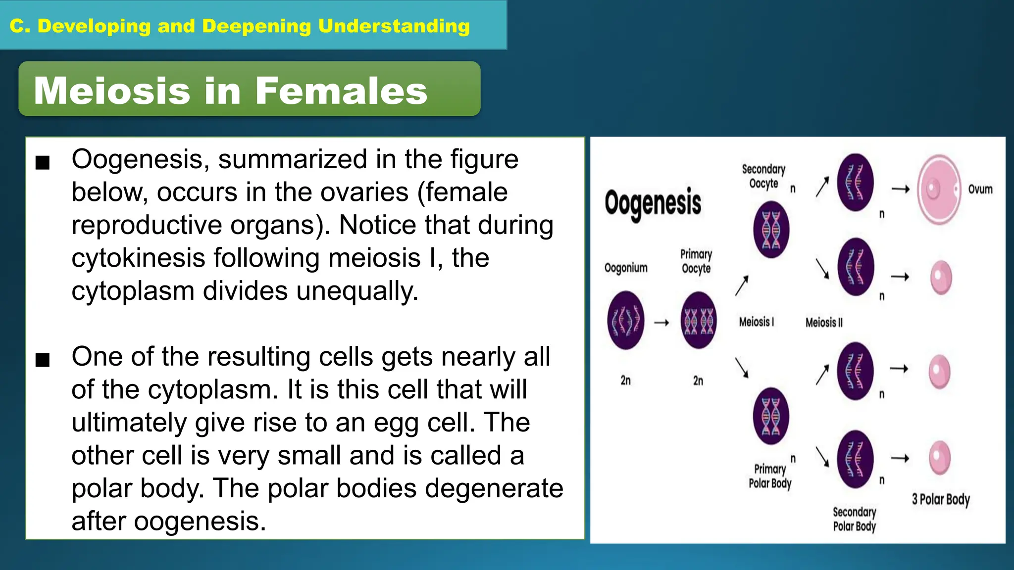 C. Developing and Deepening Understanding
Meiosis in Females
▪ Oogenesis, summarized in the figure
below, occurs in the ovaries (female
reproductive organs). Notice that during
cytokinesis following meiosis I, the
cytoplasm divides unequally.
▪ One of the resulting cells gets nearly all
of the cytoplasm. It is this cell that will
ultimately give rise to an egg cell. The
other cell is very small and is called a
polar body. The polar bodies degenerate
after oogenesis.
 