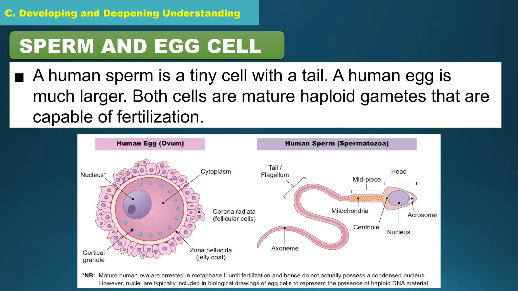 C. Developing and Deepening Understanding
SPERM AND EGG CELL
▪ A human sperm is a tiny cell with a tail. A human egg is
much larger. Both cells are mature haploid gametes that are
capable of fertilization.
 