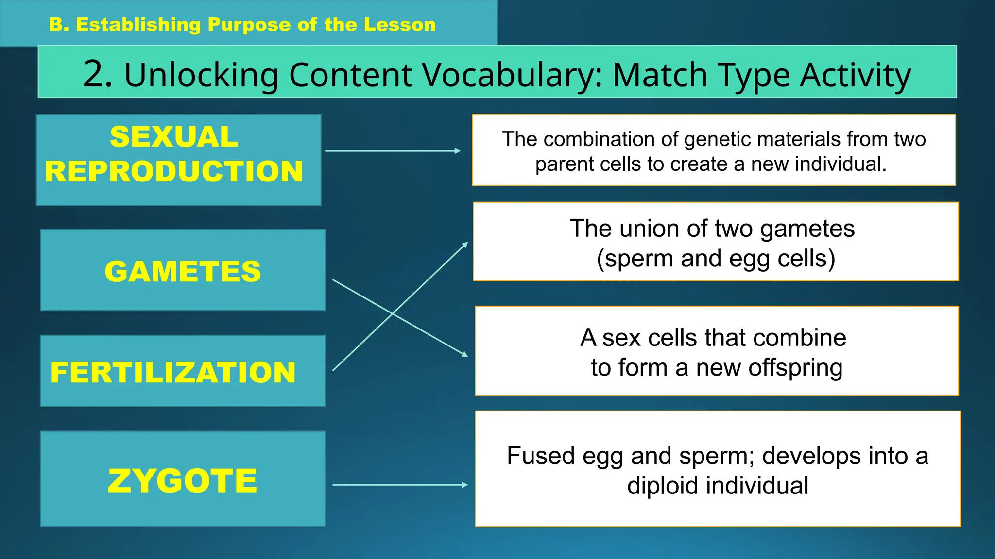 B. Establishing Purpose of the Lesson
2. Unlocking Content Vocabulary: Match Type Activity
GAMETES
FERTILIZATION
ZYGOTE
A sex cells that combine
to form a new offspring
The union of two gametes
(sperm and egg cells)
Fused egg and sperm; develops into a
diploid individual
SEXUAL
REPRODUCTION
The combination of genetic materials from two
parent cells to create a new individual..
 