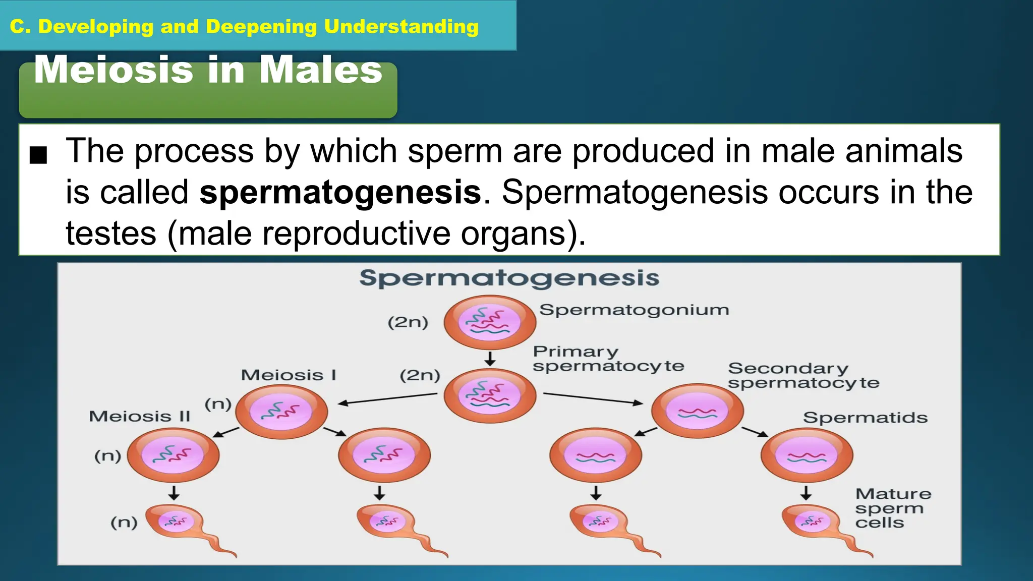 C. Developing and Deepening Understanding
Meiosis in Males
▪ The process by which sperm are produced in male animals
is called spermatogenesis. Spermatogenesis occurs in the
testes (male reproductive organs).
 
