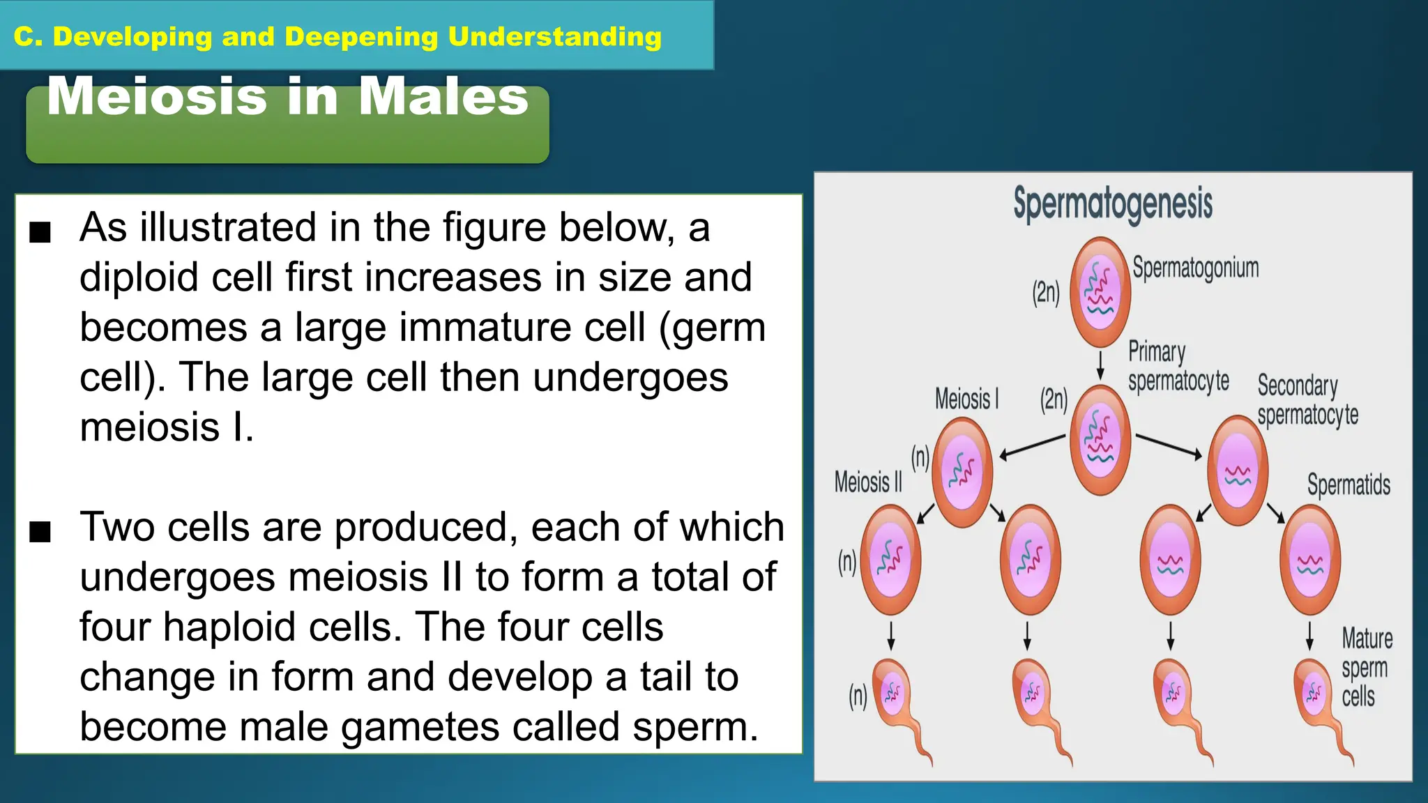 C. Developing and Deepening Understanding
Meiosis in Males
▪ As illustrated in the figure below, a
diploid cell first increases in size and
becomes a large immature cell (germ
cell). The large cell then undergoes
meiosis I.
▪ Two cells are produced, each of which
undergoes meiosis II to form a total of
four haploid cells. The four cells
change in form and develop a tail to
become male gametes called sperm.
 