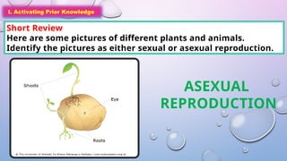 I. Activating Prior Knowledge
Short Review
Here are some pictures of different plants and animals.
Identify the pictures as either sexual or asexual reproduction.
I. Activating Prior Knowledge
ASEXUAL
REPRODUCTION
 